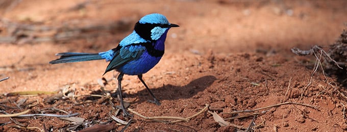 splendid-fairy-wren