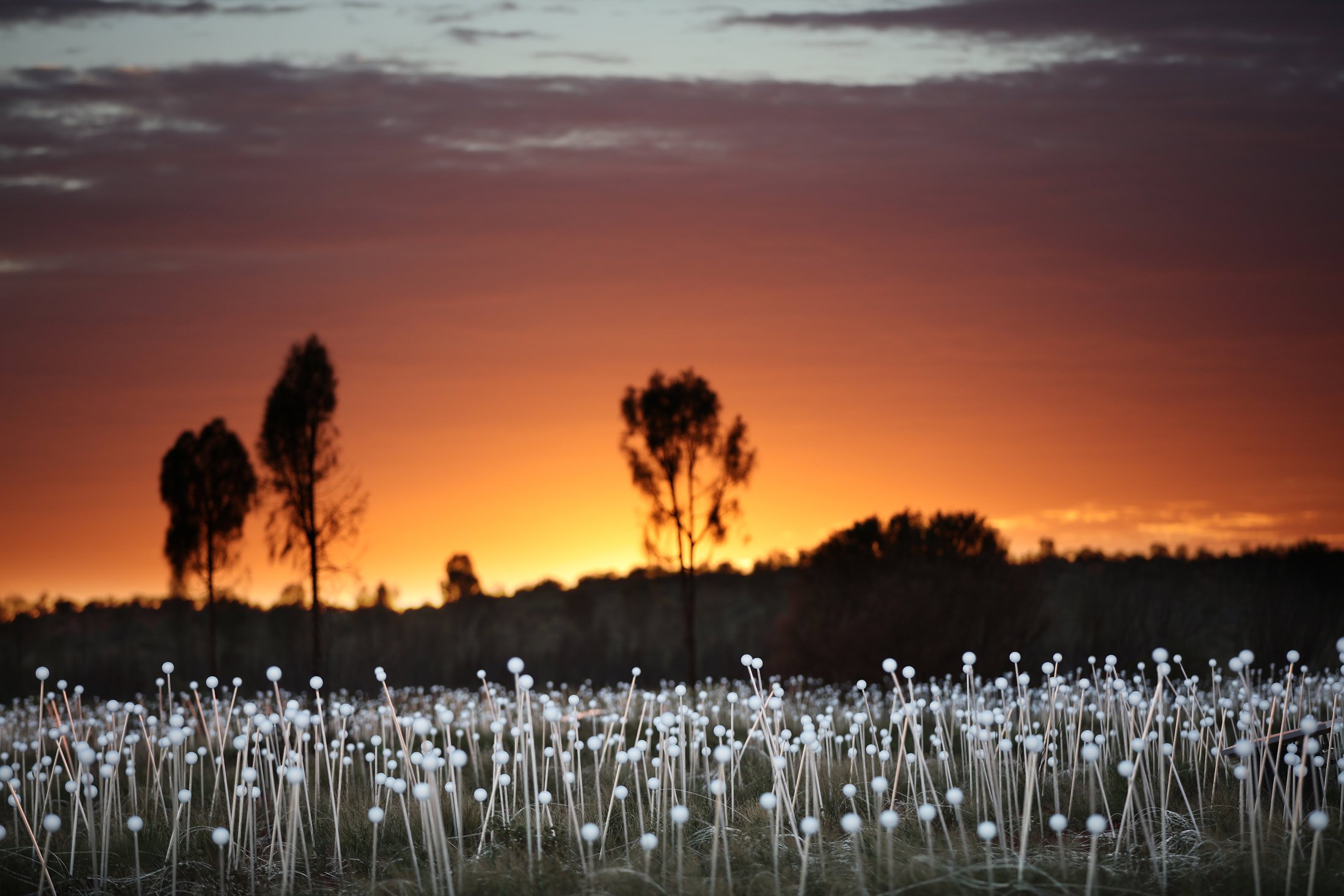 field of light at sunrise