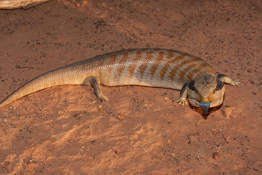 Centralian Blue-tongue Lizard sticks out its tongue