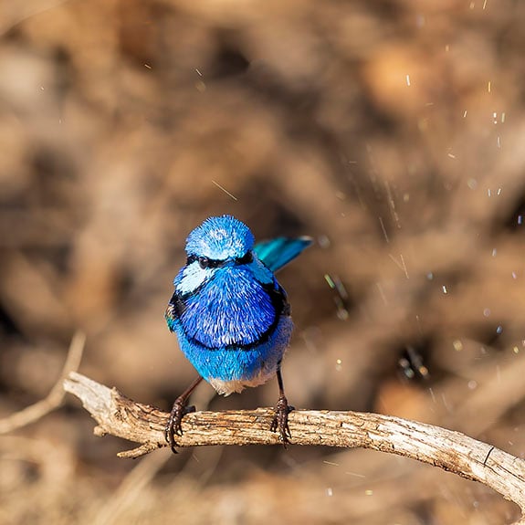 A male Splendid Fairywren with colourful breeding plumage