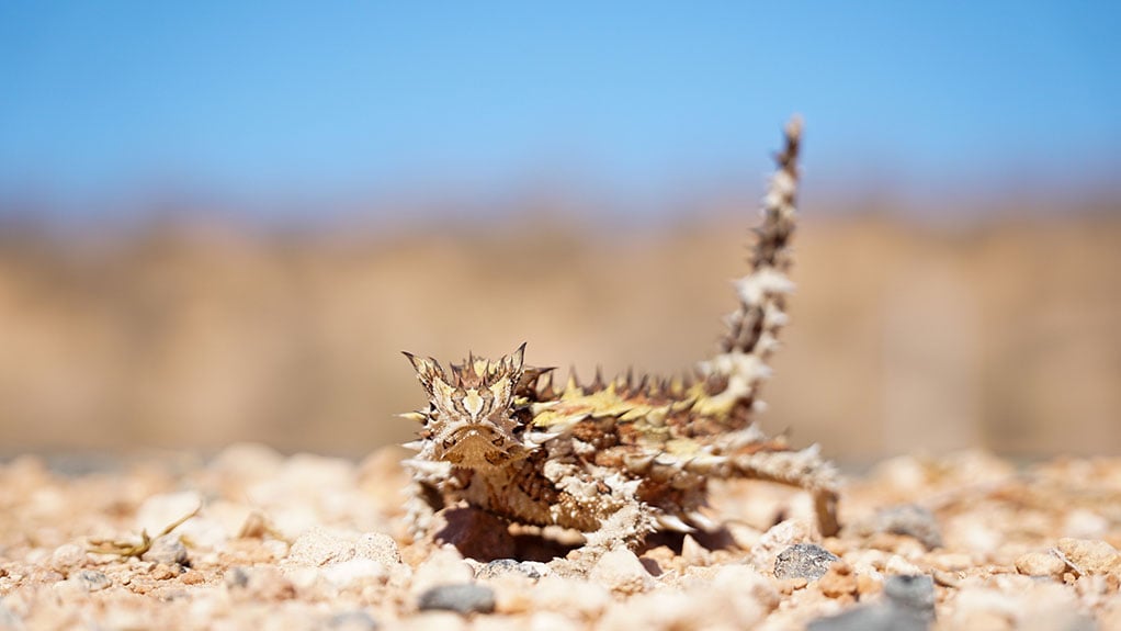 Thorny devil lizard walking on pebbles