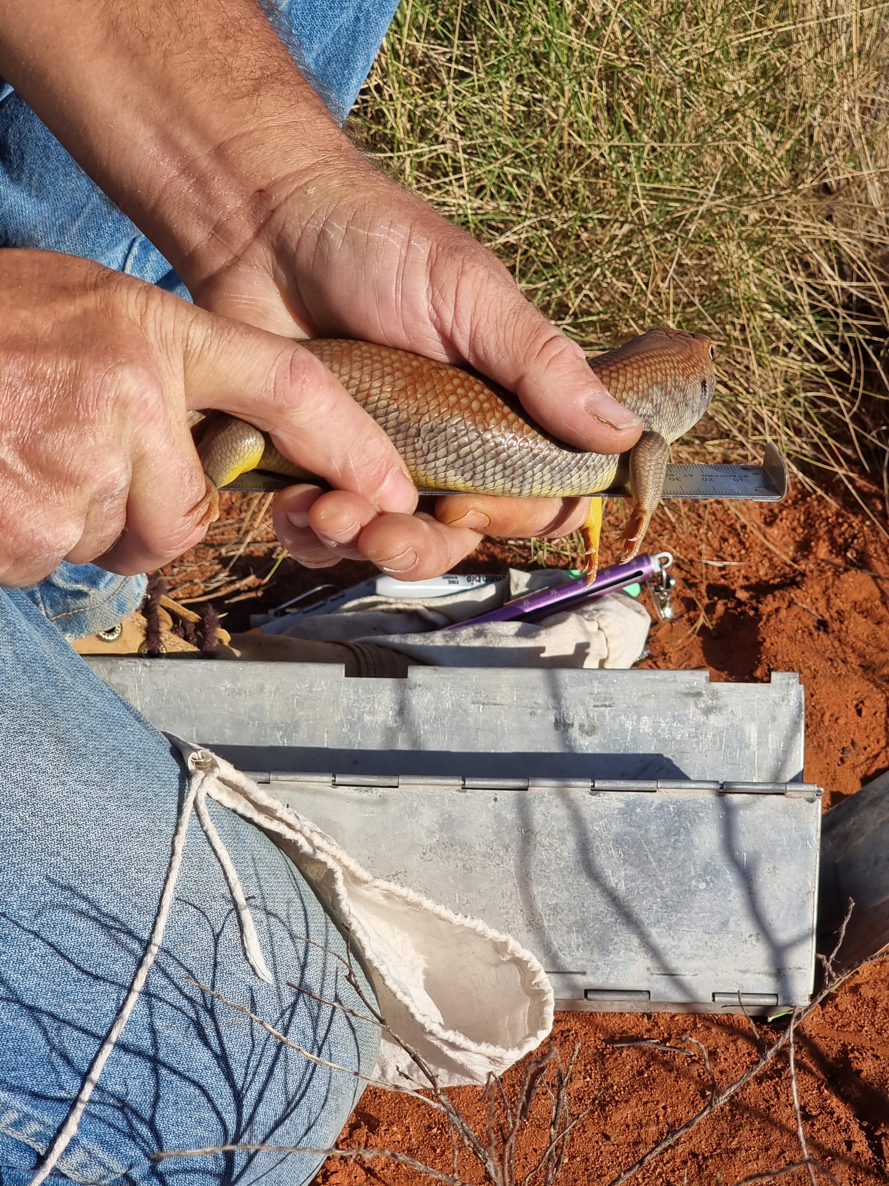 Close up of a lizard being measured in the bush near Ayers Rock