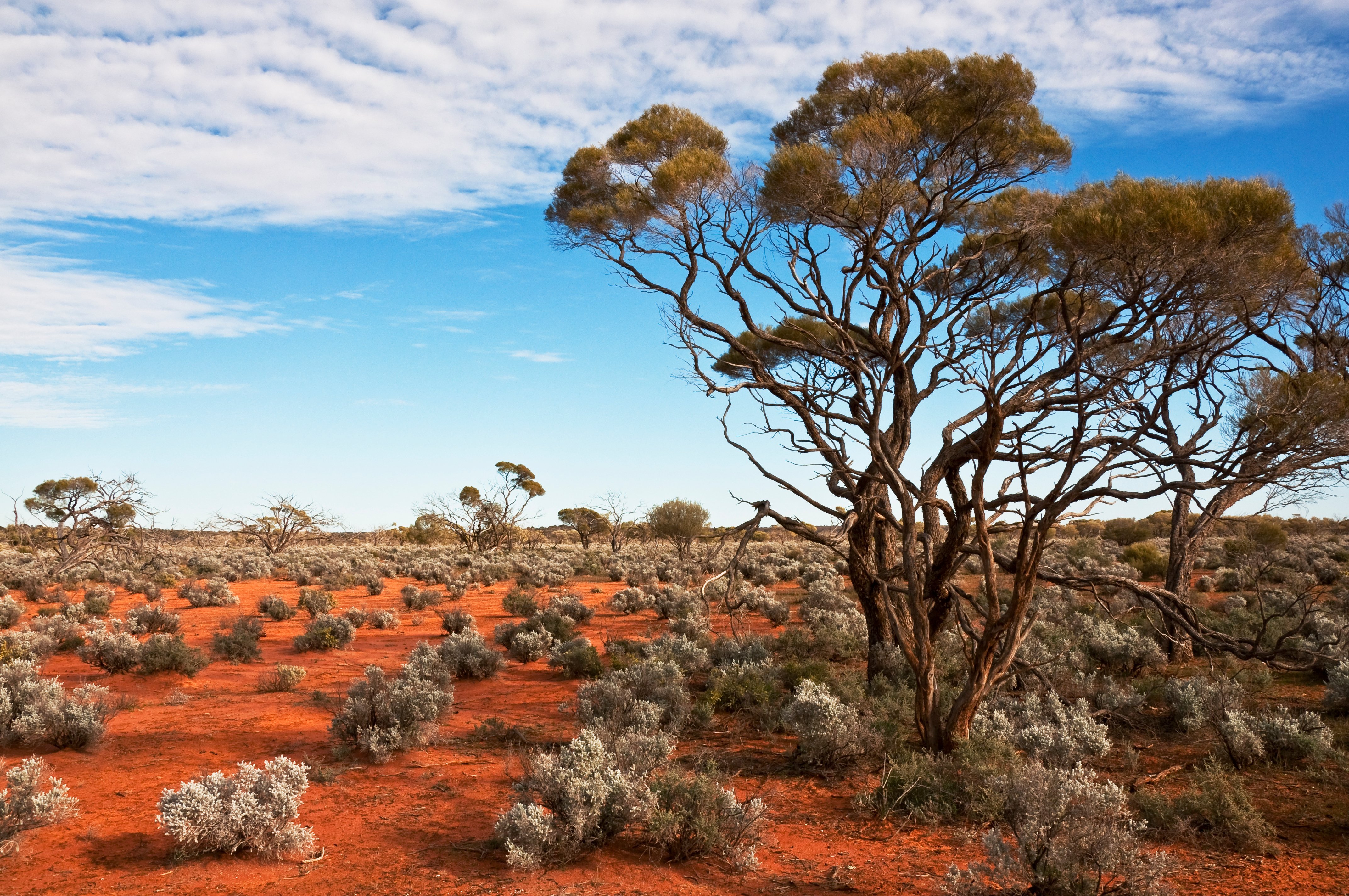 Northern Territory Australia trees landscape shot