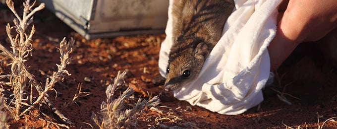 A brush-tailed Mulgara