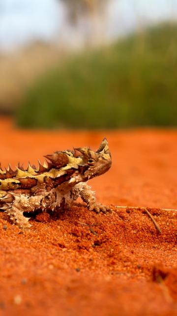 thorny-devil