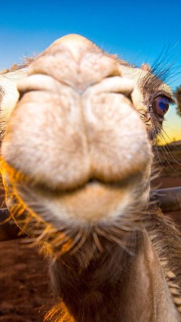 Close up of Camel's face